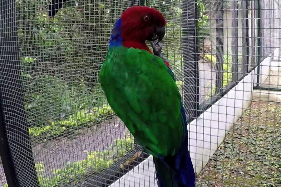 Red-Breasted Musk Parrot of Fiji. Animal Fun for Everyone (AFFE)