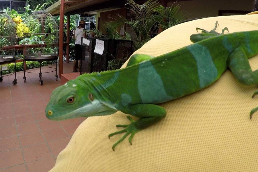 Animals found in the Fiji Islands - Animal Fun for Everyone (AFFE)
