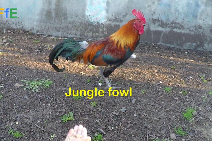 Jungle fowl in the city - Animal Fun for Everyone (AFFE)