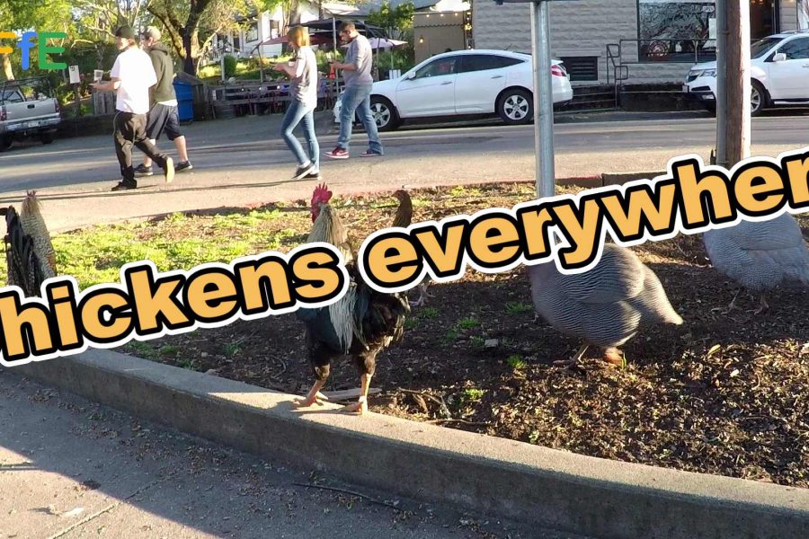 Town with Chickens - Animal Fun for Everyone (AFFE)