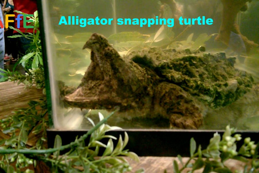 Alligator snapping turtle