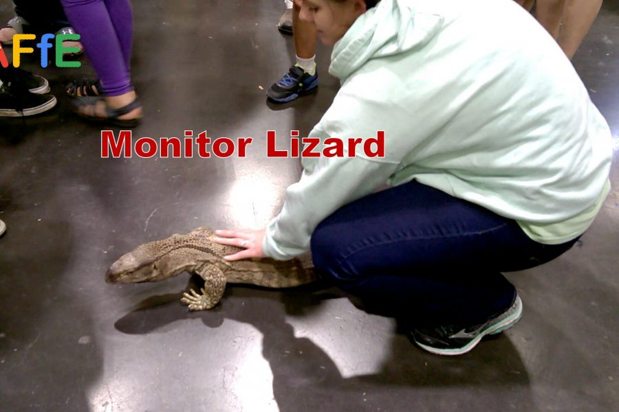 Monitor Lizard