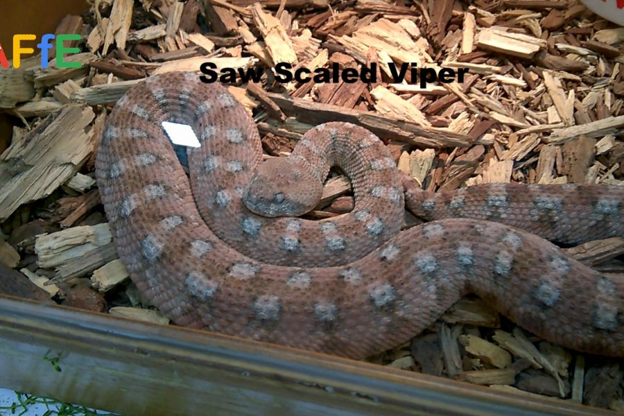 Saw Scaled Viper