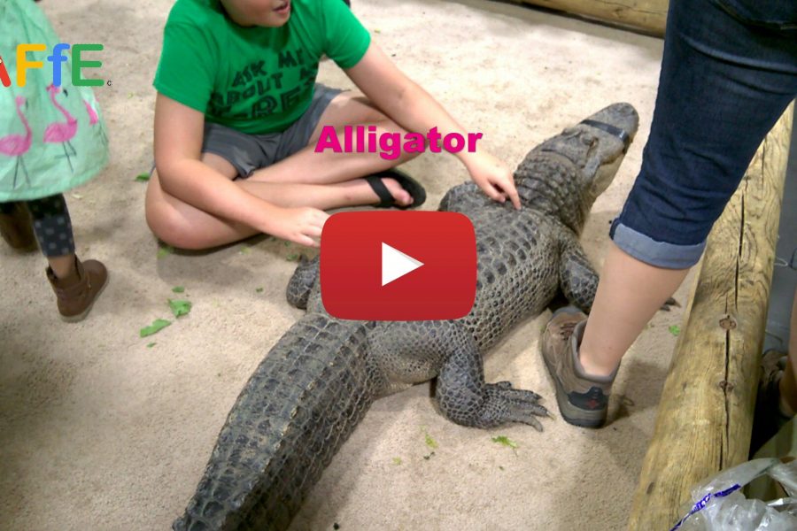 Alligator