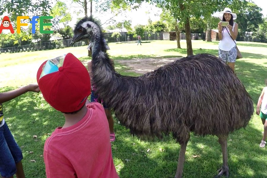 Emu at Lone Pine Koala Sanctuary in Australia  - Animal Fun for Everyone (AFFE)