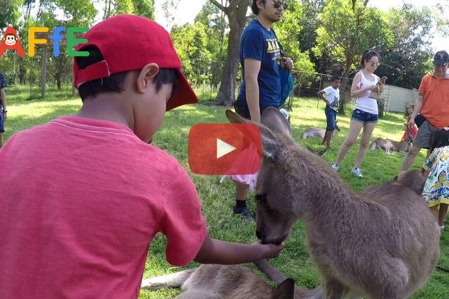 Feeding kangaroo at Lone Pine Koala Sanctuary In Australia. Animal Fun for Everyone (AFFE)