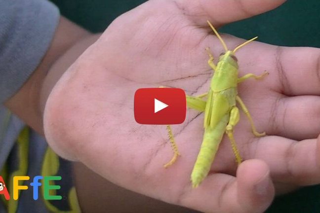 Holding a grasshopper in the hand - Animal Fun for Everyone (AFFE)