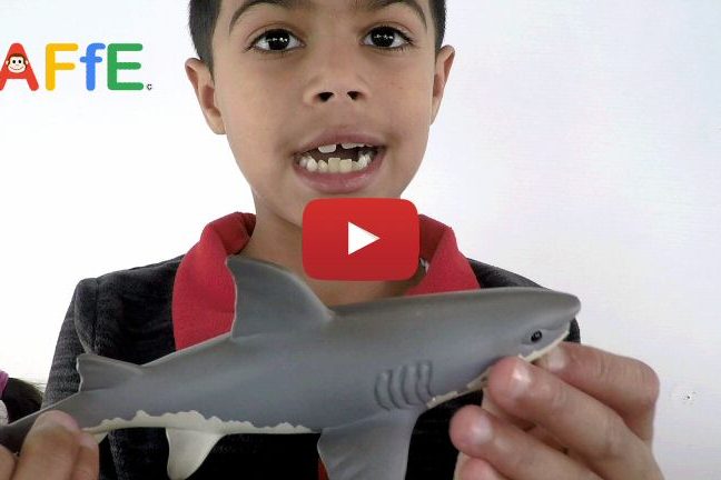 Great White shark animal toy. Animal Fun for Everyone (AFFE)