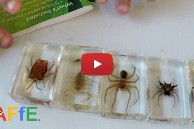 Real Bugs Preserved  - Real Bugs Discovery kit -  Animal Fun for Everyone (AFFE)