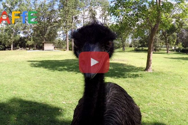 Emu at Lone Pine Koala Sanctuary In Australia. Animal Fun for Everyone (AFFE)